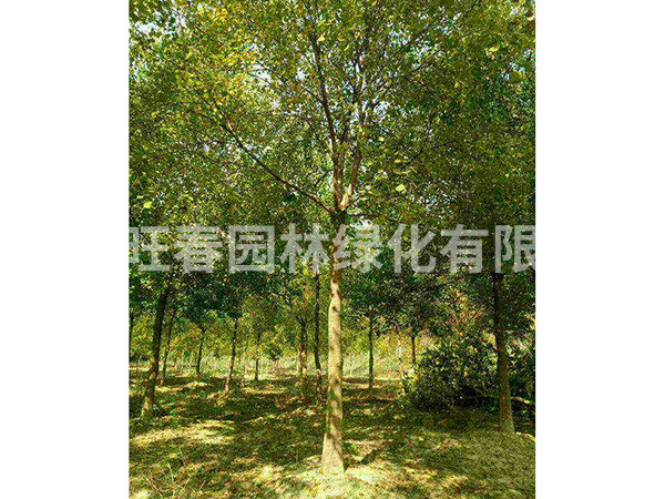 烏桕 